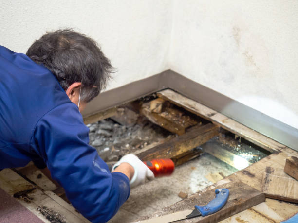 Best Basement Mold Remediation in Benson, MN