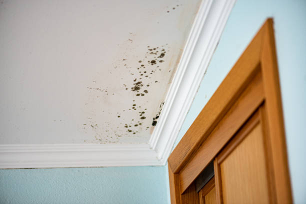 Professional Mold Remediation in Benson, MN