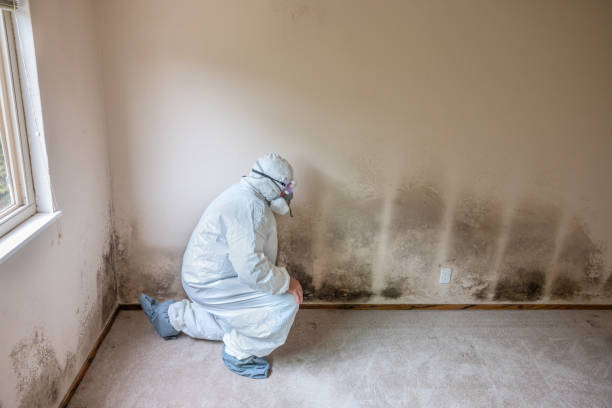 Best HVAC Mold Remediation in Benson, MN