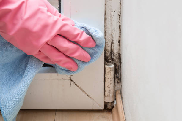 Best Crawl Space Mold Remediation in Benson, MN