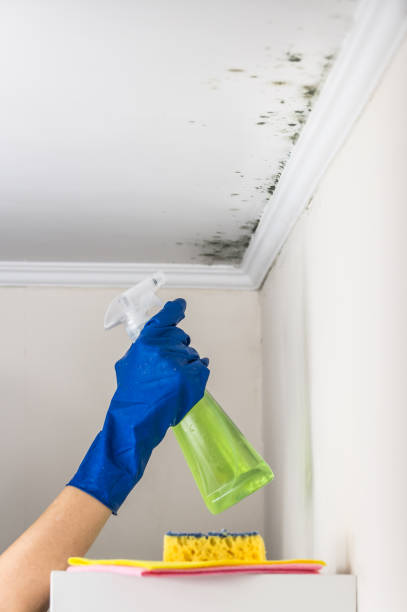 Best Emergency Mold Remediation in Benson, MN